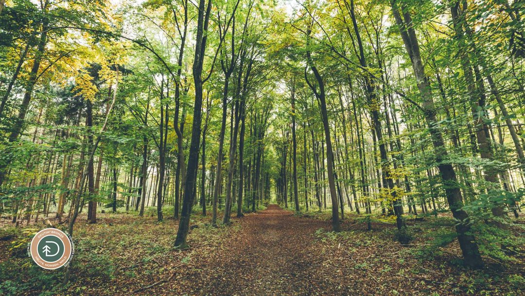 Unser Weg zur Klimaneutralen Kanzlei – Waldaufforstung in Deutschland